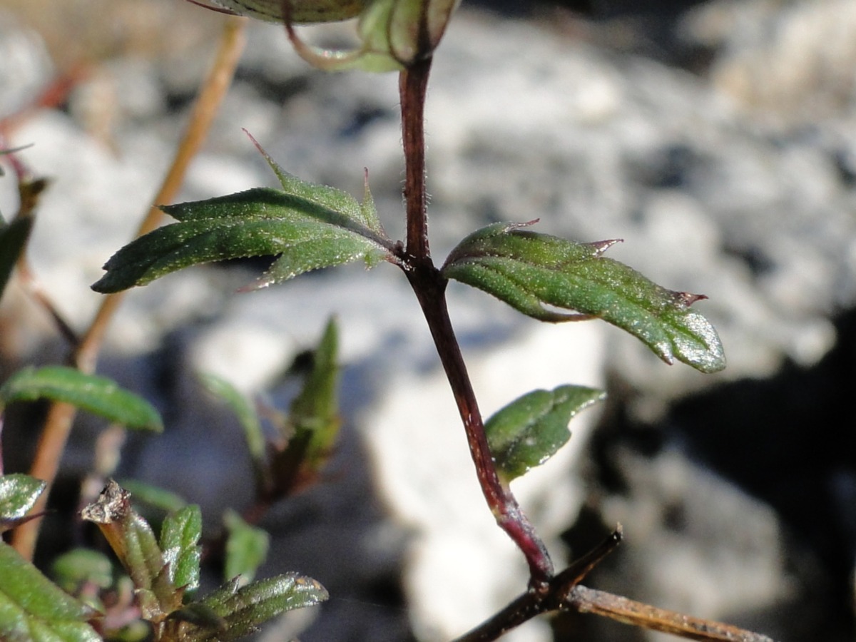 Rhinanthus angustifolius